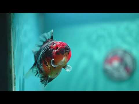 Heavy Ink Tiger Oranda 3.5 inch Body (260612_OR08)