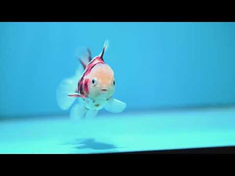 Tricolor Tiger Oranda 3.5 inch Body (261016_OR04)