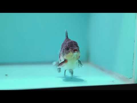 Kirin Oranda 4 inch Body (261002_OR04)