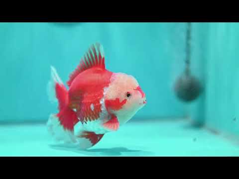AAA Grade Red White Rose Tail Oranda 4 inch Body (260821_OR24)