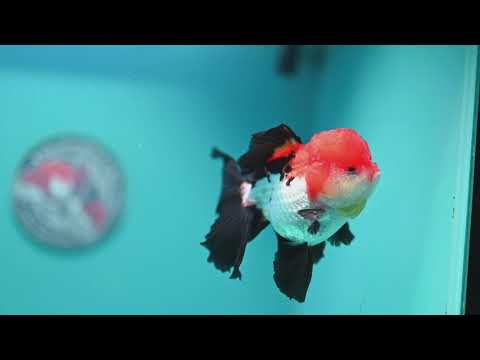 Tricolor Oranda 3.5 inch Body (261002_OR08)