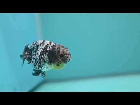 White Tiger Ranchu 3 inch Body (260731_RC05)
