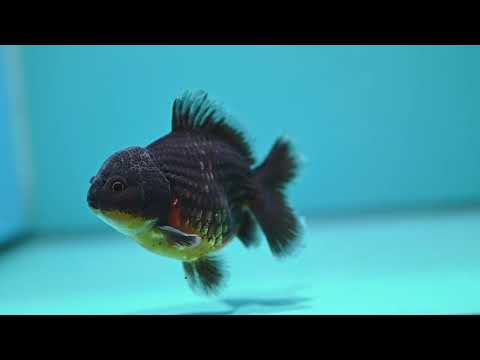 Shogun Red Kirin Oranda 3 inch Body (260918_OR12)