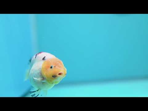 Tricolor Ranchu 3 inch Body (260904_RC04)