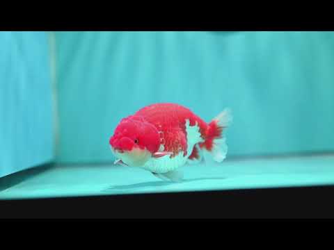 Red White Ranchu 4 inch Body (260522_RC01)