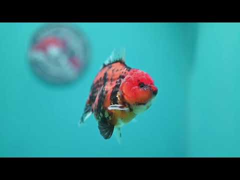 Tiger Oranda 3.5 inch Body (260612_OR16)