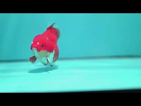 Red White YuanBao Oranda 4 inch Body (260619_OR05)