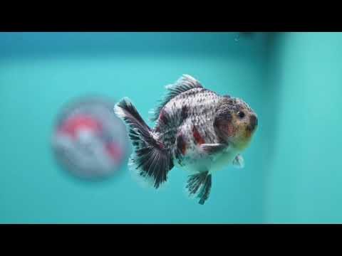 Blue Based Tiger Oranda 3.5 inch Body (260612_OR06)