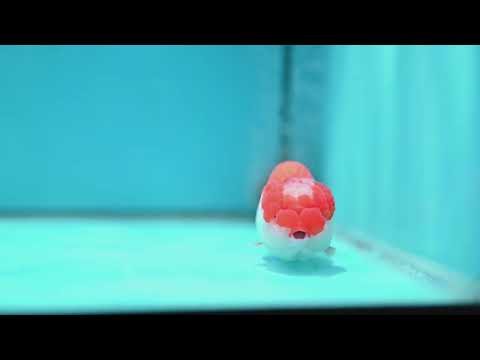 Red White Jade Seal Lionchu/Ranchu 3.8 inch Body (260320_RC01)
