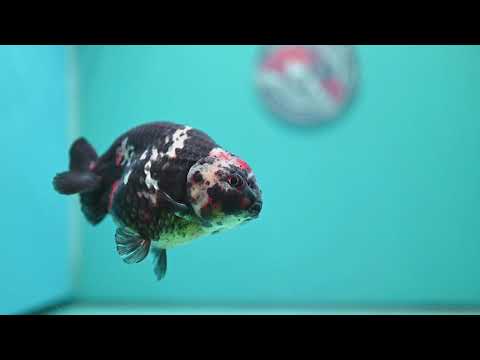 Jumbo Heavy ink Cow Ranchu 5 inch Body (260814_RC06)