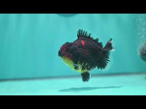 Heavy Ink Tiger Oranda 4 inch Body (260821_OR21)