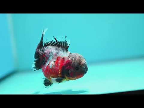 Rare Shogun Inverted Kirin Oranda 3.5 inch Body (260918_OR17)