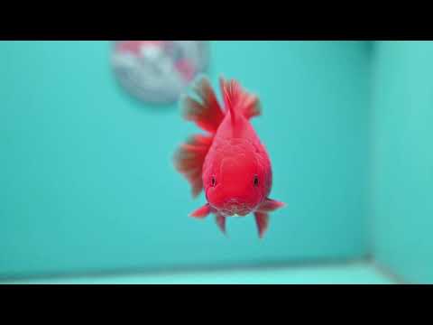 Classic Red Rose Tail Oranda 4 inch Body (260828_OR26)