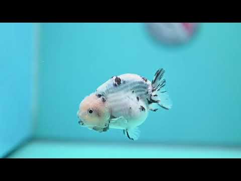 Ink Wash Cow Ranchu 3 inch Body (260612_RC05)