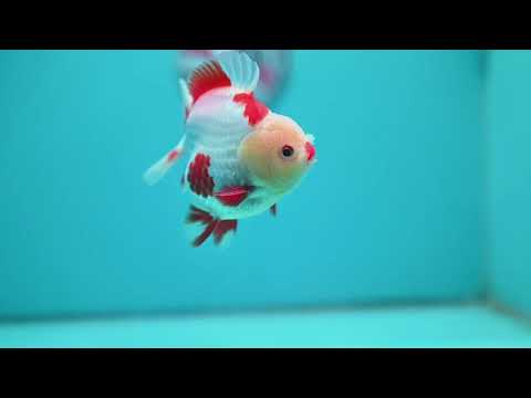 Red White YuanBao Oranda 3.5 inch Body (260626_OR14)