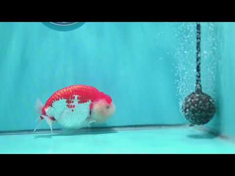 Red White Ranchu 4.5 inch Body (260529_RC02)