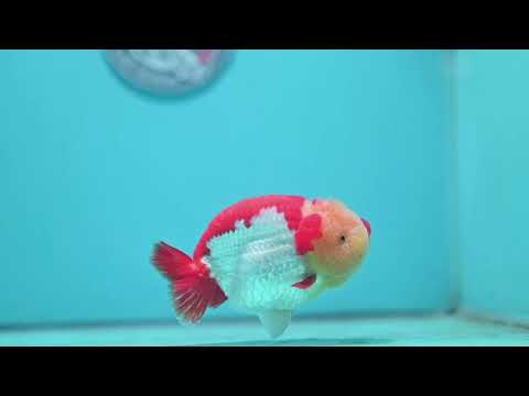 Chubby Face Buffalo Ranchu 4 inch Body (260814_RC01)