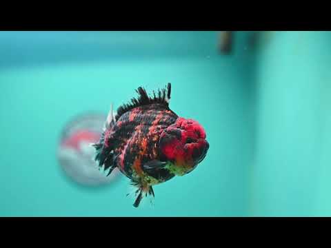 Heavy Ink Tiger Oranda 3.5 inch Body (260731_OR07)