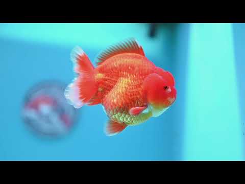 Red White YuanBao Oranda 3.5 inch Body (260320_OR02)