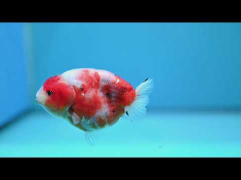 Sakura Ranchu 3.5 inch Body (261023_RC06)