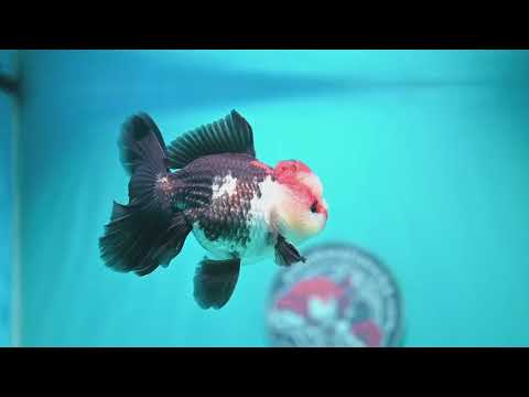 Tricolor Rose Tail Oranda 3.8 inch Body (260828_OR07)