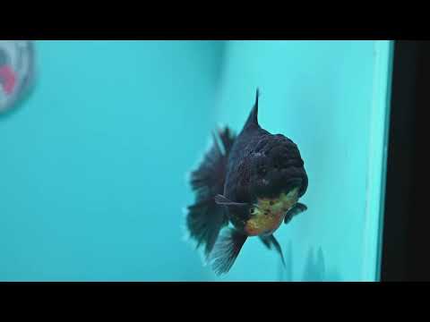 Red Kirin Rose Tail Oranda 4 inch Body (260821_OR03)
