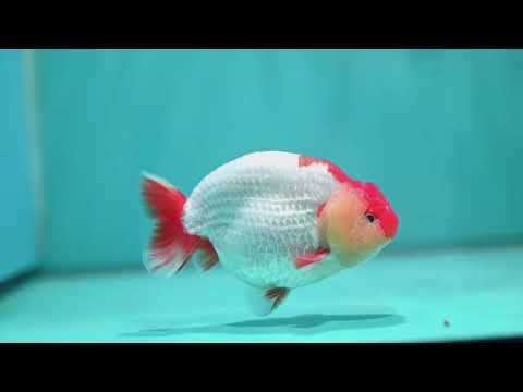 Red White Buffalo Ranchu 4.5 inch Body (260731_RC02)