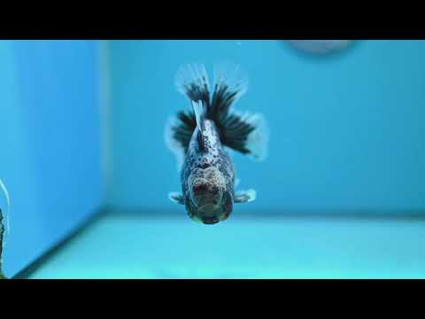 Blue Based Kirin Oranda 3.5 inch Body (261016_OR07)