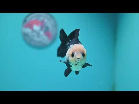 Panda Oranda 3.5 inch Body (260925_OR08)