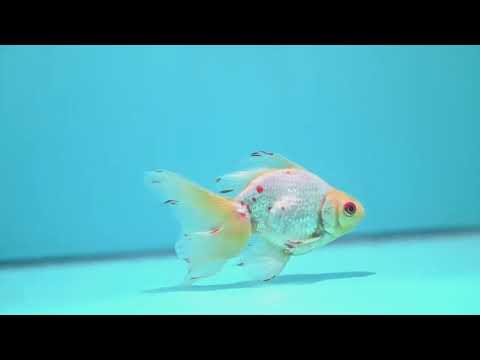 Red White Butterfly Tail Ryukin 3 inch Body (260904_RY05)