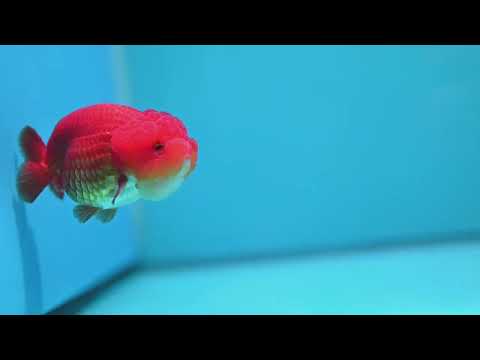 Classic Red Ranchu 3.5 inch Body (260925_RC02)
