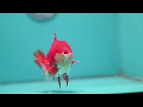 Red White YuanBao Oranda 3.5 inch Body (260626_OR05)