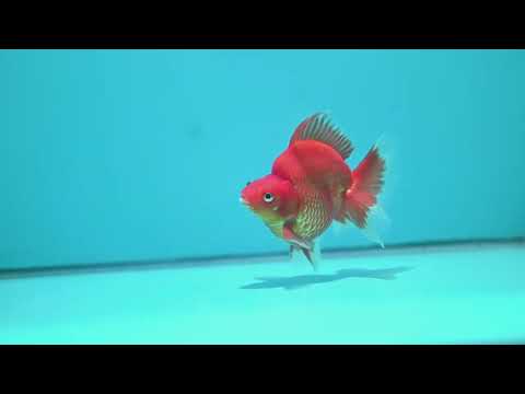 Classic Red Broad Tail Ryukin 3.2 inch Body (260515_RY09)