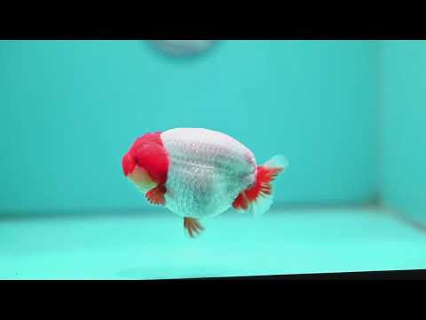 Red White Ranchu 4 inch Body (260515_RC06)