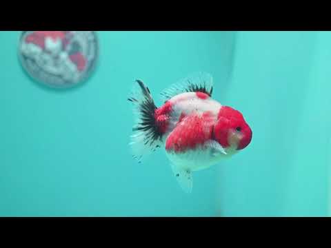 Shogun Sakura Oranda 4 inch Body (260522_OR14)