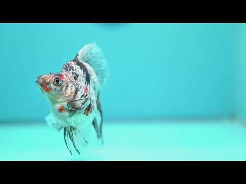 White Tiger Broad Tail Ryukin 3.5 inch Body (260605_RY06)