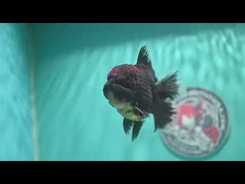 AAA Grade Red Kirin Rose Tail Oranda 3.5 inch Body (260807_OR01)