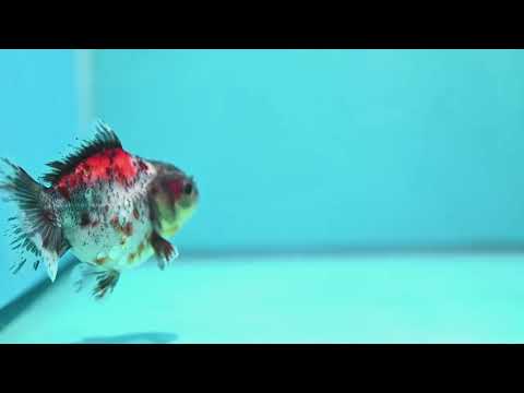 Shogun Calico Oranda 3 inch Body (260918_OR15)