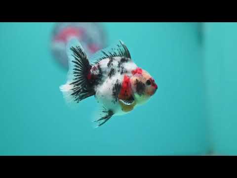 White Tiger Oranda 3.5 inch Body (260619_OR18)