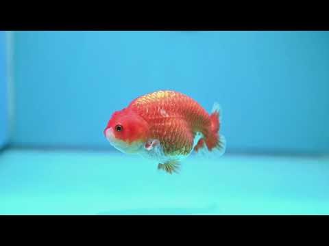 Red White Ranchu 3.5 inch Body (261016_RC07)