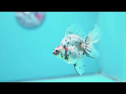 White Tiger Broad Tail Ryukin 3 inch Body (260605_RY07)