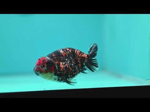 Tiger Ranchu 3.5 inch Body (260904_RC01)