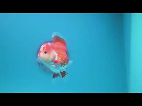 Red White Rosetail Oranda 3.5 inch Body (260313_OR13)