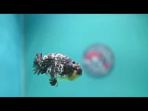 Heavy Ink White Tiger Ranchu 3.5 inch Body (260626_RC04)