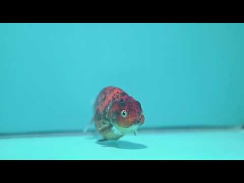 Tiger Ranchu 4 inch Body (260904_RC05)