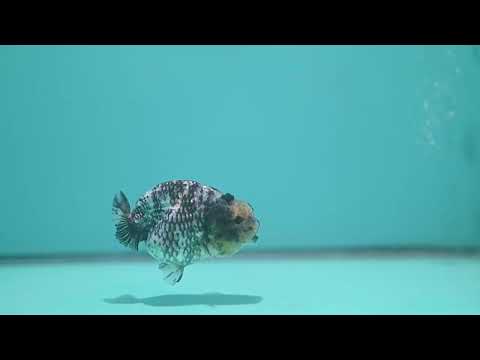 White Tiger Ranchu 3 inch Body (260626_RC06)