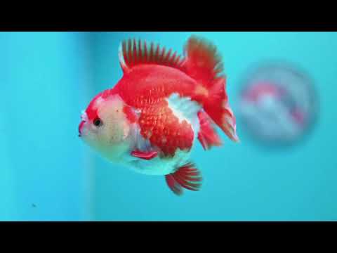 Red White YuanBao Oranda 4 inch Body (260619_OR04)