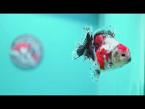 Shogun Calico Oranda inch Body (260508_OR06)