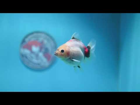 Baby Shogun Sakur Oranda 3 inch Body (261023_OR09)