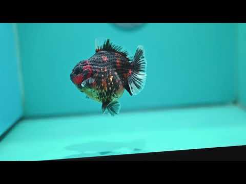 Heavy Ink Tiger Oranda 3.5 inch Body (260612_OR15)